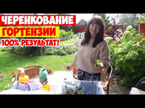 Видео: ЧЕРЕНКОВАНИЕ ГОРТЕНЗИЙ - 100% результат! У ВАС ПОЛУЧИТСЯ!