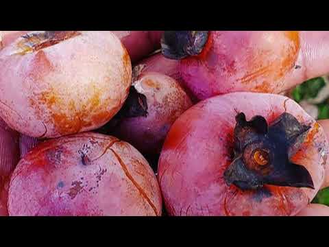 Видео: Хурма кавказская