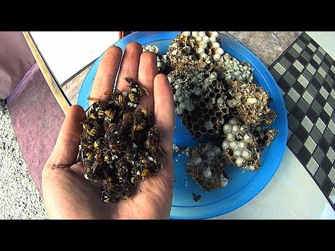 Видео: Ликвидация гнезда шершней