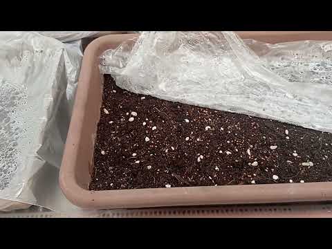 Видео: Декабрь. Сею Виолу! 🌺Тонкости проращивания семян виолы!