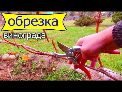 Видео: 🔴🔴Обрезка Винограда Осенью.