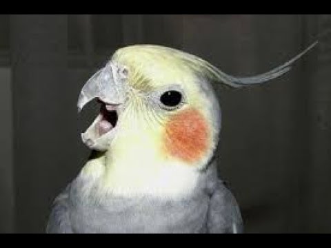 Видео: Корелла, Крики кореллы.. #корелла #birds #parrot #cockatiel