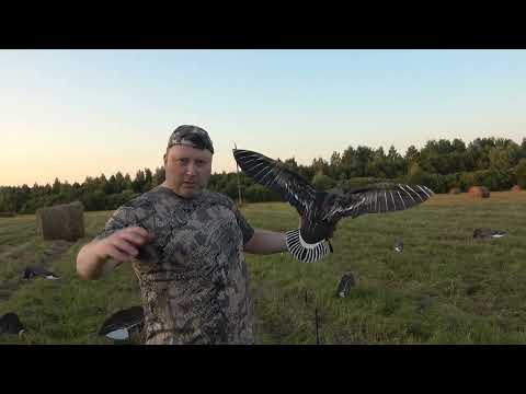Видео: Гусиный махокрыл Duck Mania от North Way!