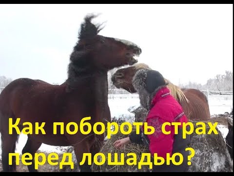 Видео: Как побороть страх перед лошадью? Один из способов.