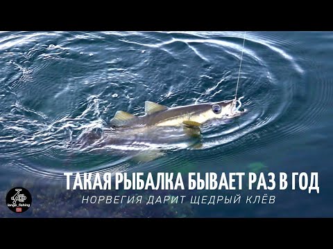 Видео: ВОТ ОНО РЫБАЦКОЕ СЧАСТЬЕ! ТАКОЙ РЫБАЛКИ У МЕНЯ ЕЩЁ НЕ БЫЛО! Рыбалка в Норвегии с берега. Люр. Треска