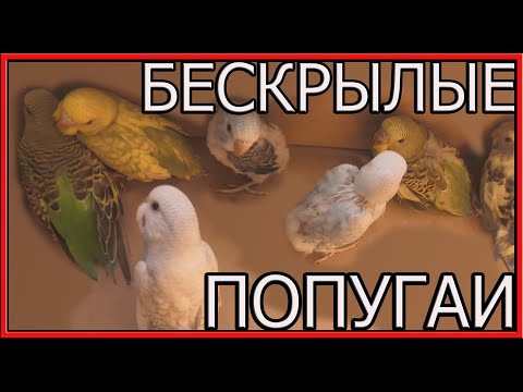 Видео: БЕСКРЫЛЫЕ ПОПУГАИ,Разведение попугаев в зимний сезон!