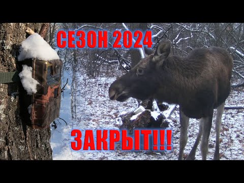 Видео: ПРОВЕРКА ФОТОЛОВУШЕК, завершение СЕЗОНА / ФОТОЛОВУШКА В ЛЕСУ