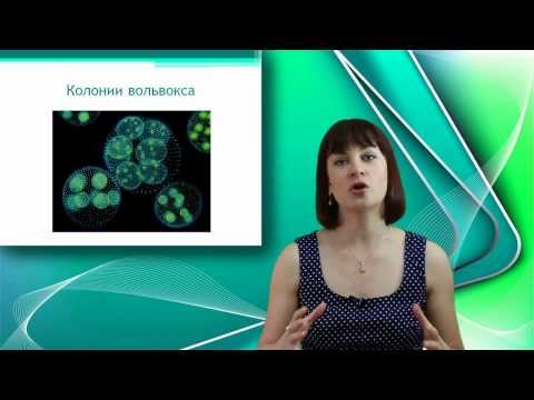 Видео: Вольвокс. Онлайн подготовка к ЕГЭ по Биологии.