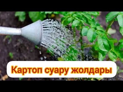 Видео: КАРТОПТЫ СУАРУ АМАЛЫ .ОҢАЙ ӘРІ ЖЫЛДАМ СУАРУ