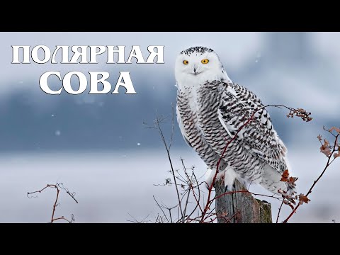 Видео: Белая сова: Полярная охотница | Интересные факты про сову