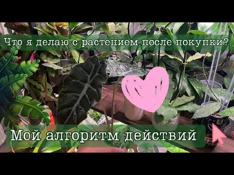 Видео: Что я делаю с растением после покупки? | Мой алгоритм действий🌱
