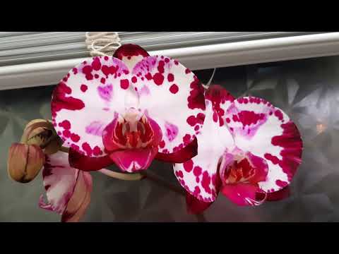 Видео: Продолжают распускаться новые сорта орхидей.