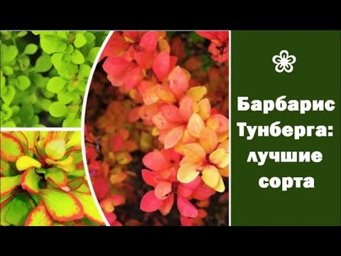 Видео: ❀ Барбарис Тунберга: лучшие сорта