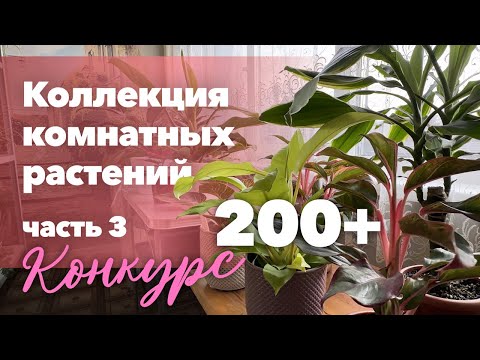 Видео: Обзор моей коллекции комнатных растений (3 часть) » Январь 2023