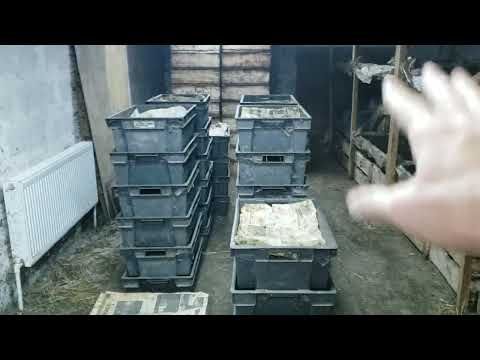 Видео: Разведение червей для рыбалки. Итоги сезона 2023г.