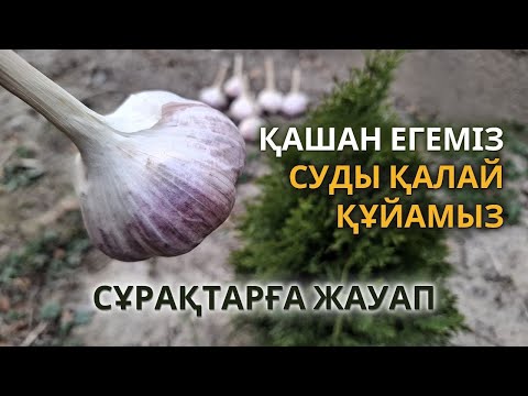 Видео: Сарымсақ туралы сұрақтарға жауап