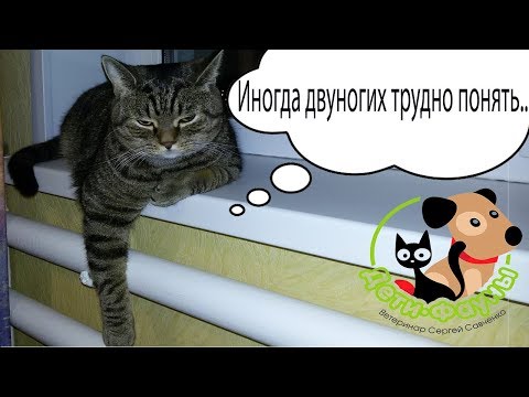 Видео: Можно ли смешивать сухой корм и натуралку? Смешивать сухой корм от разных производителей?