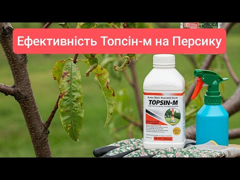 Видео: Топсін-м у боротьбі з хворобами Персика