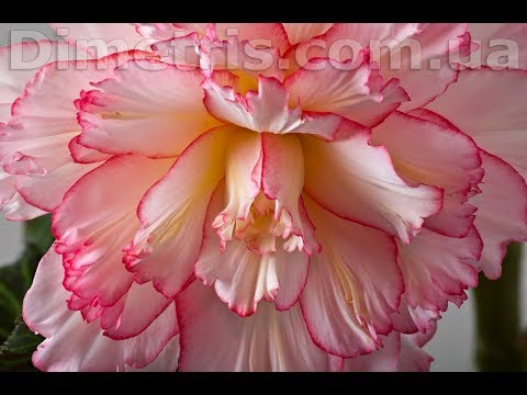 Видео: Какого размера черенки можно снимать с клубня для размножения