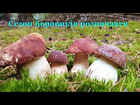 Видео: Сезон боровиків розпочався Білі гриби при дорозі Боровики на улюблених місцях #boletus #mushroom