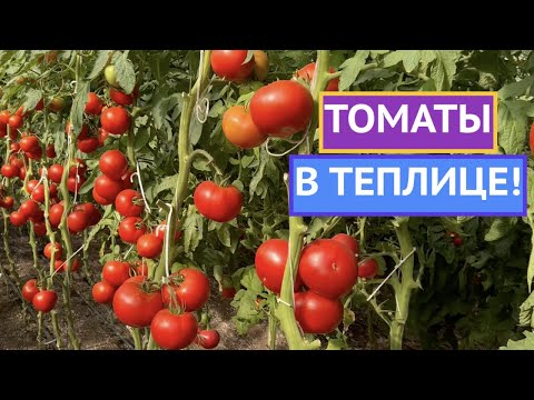 Видео: ЭТИ ТОМАТЫ ДАЮТ РОСКОШНЫЙ УРОЖАЙ В ТЕПЛИЦЕ И ОТКРЫТОМ ГРУНТЕ!