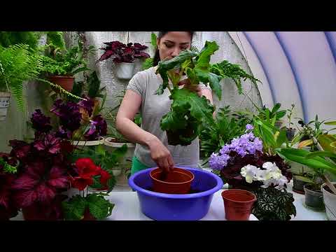 Видео: Перевалка клубневых бегоний