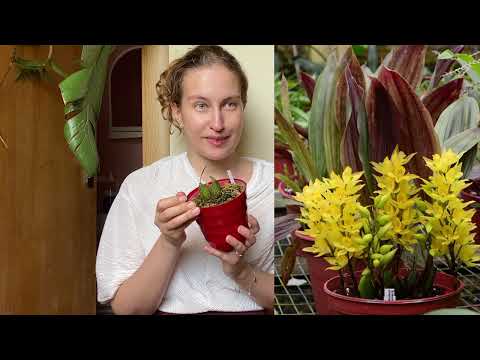 Видео: Цветение орхидей июль 2022. Soterosanthus, Ionopsis paniculata, Howeara и онцидиум из Цветозавра