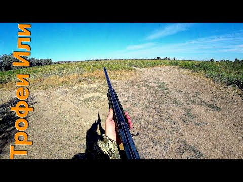 Видео: ОХОТА//голубь Вяхирь//Горлица с подхода.