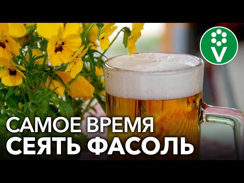Видео: ТЕМНОЕ ПИВО В БОРЬБЕ ЗА ВКУСНУЮ ФАСОЛЬ
