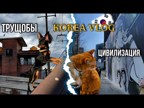 Видео: Корейские трущобы и цивилизация/Ищем клинику для собак в Сеуле/KOREA VLOG