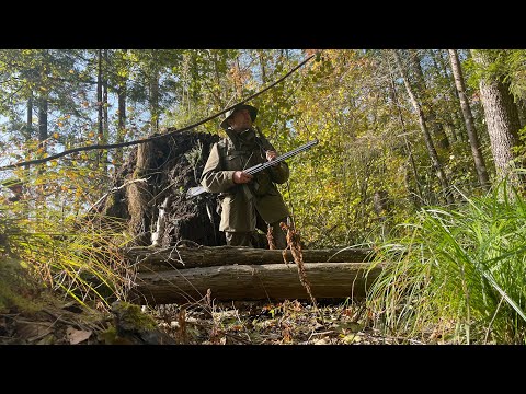 Видео: Как искать кабана на просторах бездорожья? Лайка в деле. Без родословных но с талантом.