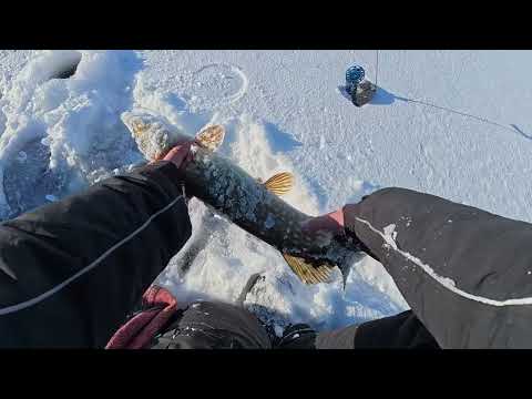 Видео: Первая Зимняя Рыбалка на Озере Алуксне Принесла ИНТЕРЕСНЫЙ Улов!