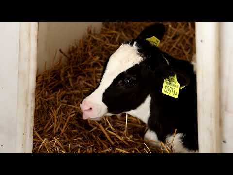 Видео: филиал СПУ "Доманово"  УП "Брестоблгаз"