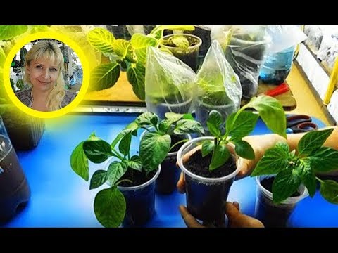 Видео: 🌱Перцы из черенка, результат . Тоже прижились . 🌱