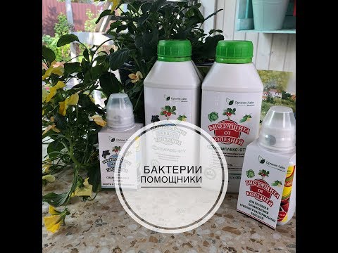 Видео: ВНИМАНИЕ - БАКТЕРИИ!!! Дачные сезоны Марины Рыкалиной