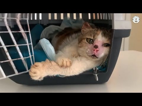 Видео: Он был готов к эвтаназии, но заплакал, когда ветеринар остановил его и раскрыл правду.