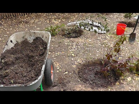 Видео: ВЫРАЩИВАНИЕ ЕЖЕВИКИ В СИБИРИ  ПОСАДКА