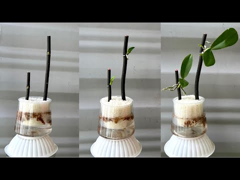 Видео: Просто Райс! Орхидея сразу же вырастает на ветке и цветет круглый год.