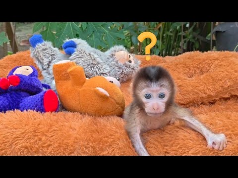 Видео: НУНО ОЧЕНЬ СМУЩЕН, УВИДЕВ, КАК ВЗРОСЛЫЕ ОБЕЗЬЯНЫ БЕГАЮТ 😱😱😱
