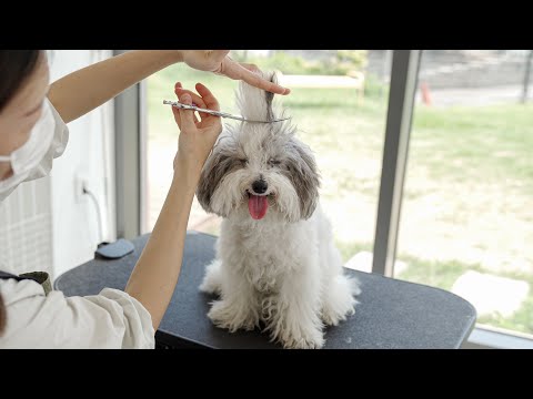 Видео: Ты действительно собираешься подстричь меня?