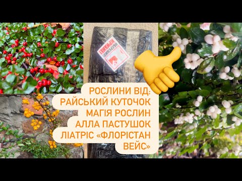 Видео: ДВА РОЗПАКУВАННЯ ОМРІЯНИХ РОСЛИН🌱ОБРОБКА ВОСЕНИ🍂 СНІЖНОЯГОДНИКИ КРАСЕНІ 😻