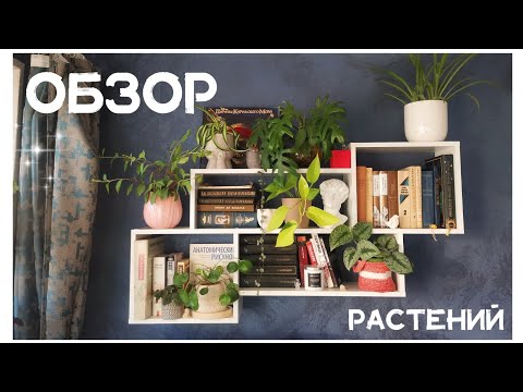 Видео: 💚ОБЗОР РАСТЕНИЙ | зал и кухня