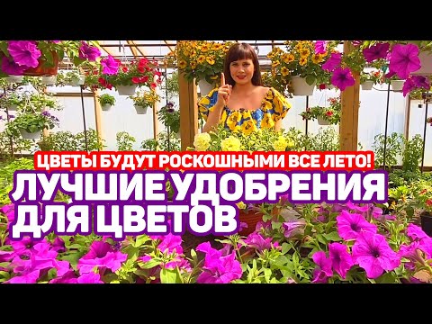 Видео: Лучшие удобрения для цветов. чем подкормить петунию?