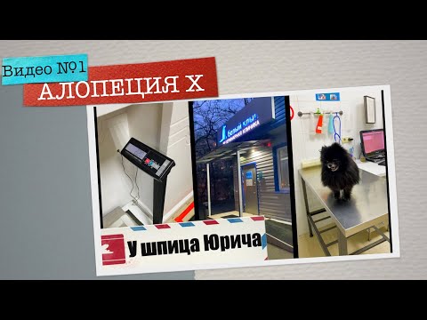 Видео: Видео №1. Алопеция Х у шпица Юрича  Профилактика лечения | Шпиц Юрич