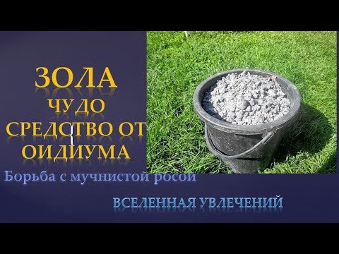 Видео: ЗОЛА ЧУДО СРЕДСТВО ОТ ОИДИУМА. МУЧНИСТОЙ РОСЫ НА ВИНОГРАДЕ vselennaya uvlesheniy