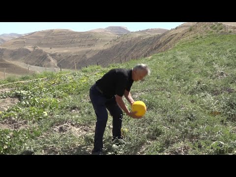 Видео: Навгони,тарбузи зард Ш Шохин
