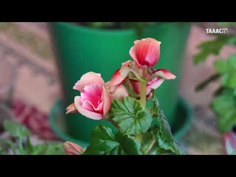 Видео: Самые красивые домашние цветы