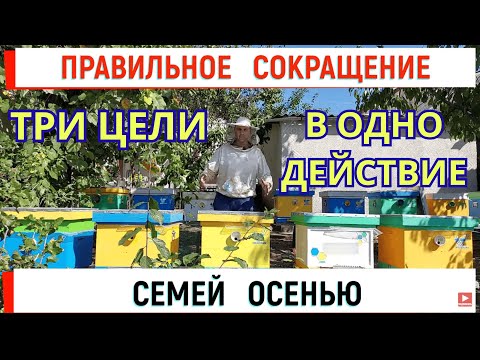 Видео: Правильное сокращение семей осенью - ТРИ цели в одном действии