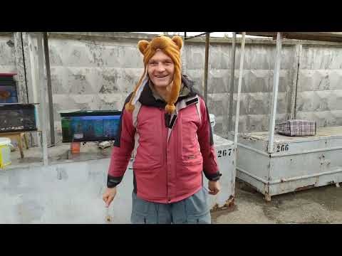 Видео: Фиолетовый барбус Гло - Золото - Рынок - Трубочник Изя - В ангаре - Мальки - Кошка в ангаре