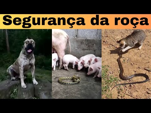 Видео: 5 ЖИВОТНЫХ ДЛЯ ОБОРОНЫ ПЛОЩАДКИ. Ничего не произошло!...